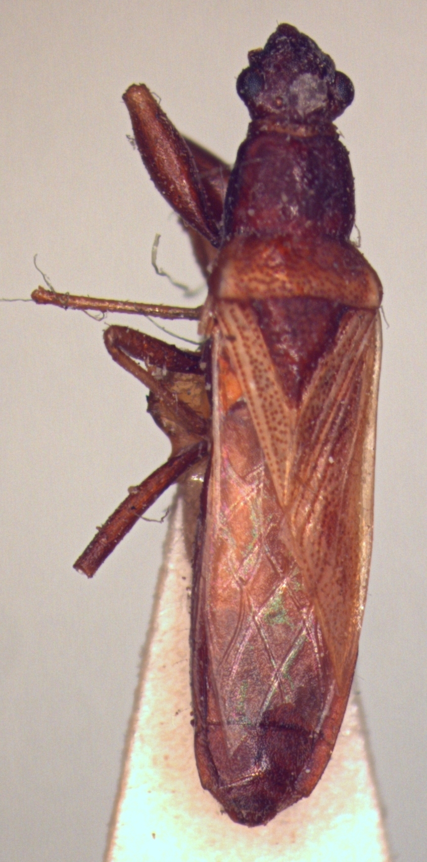 CollectionObject 1953576; e01b6c8d-563c-4dba-bbac-99029691c5e8: Pamera= Orthaea sororsula. Type. (MLP) - (CC BY-NC 4.0) - Photo by Eugenia Minghetti, reproduced with permission from the Museo de La Plata, La Plata, Argentina. (CollectionObject).