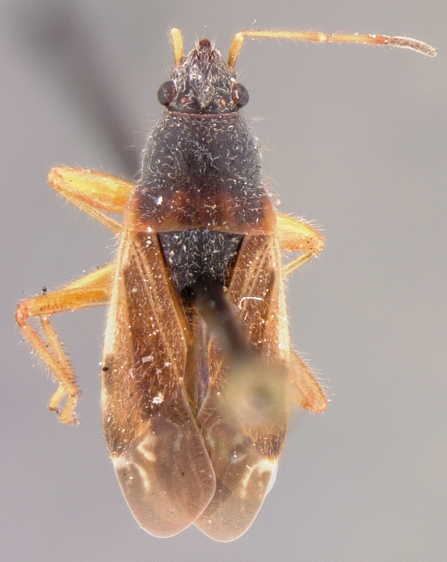 Perigenes fallax Heidemann, 1903: Perigenes fallax HOLOTYPE (NMNH) - (CC BY-NC 3.0) - Photo by Pablo M. Dellapé with permission from the National Museum of Natural History (NMNH), Smithsonian Institution, Washington, D.C. (Otu).