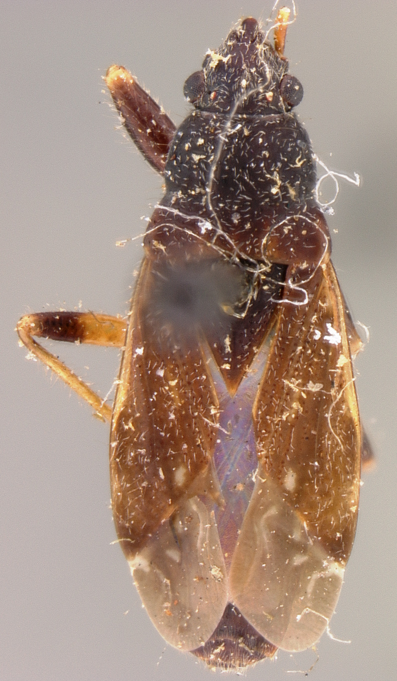 Perigenes similis Barber, 1906: Perigenes similis HOLOTYPE (NMNH) - (CC BY-NC 3.0) - Photo by Pablo M. Dellapé with permission from the National Museum of Natural History (NMNH), Smithsonian Institution, Washington, D.C. (Otu).