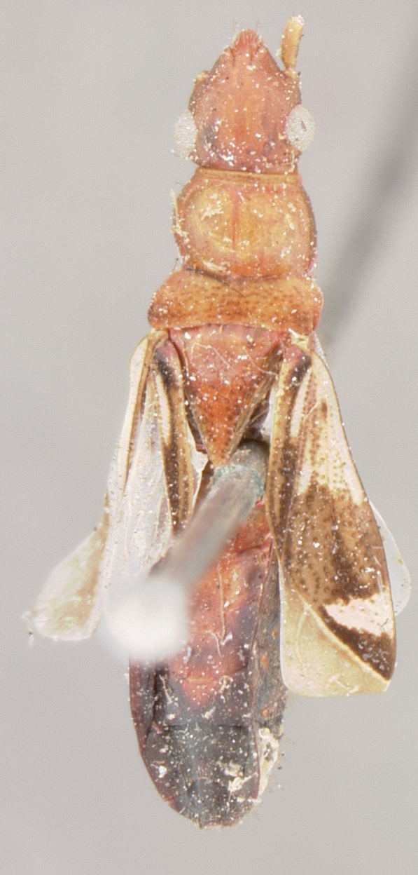 CollectionObject 1593656; d7ba2663-26ab-4363-a3d8-12e4c4d158ba: Heraeus insignis HOLOTYPE (NMNH) - (CC BY-NC 3.0) - Photo by Pablo M. Dellapé with permission from the National Museum of Natural History (NMNH), Smithsonian Institution, Washington, D.C. (CollectionObject).