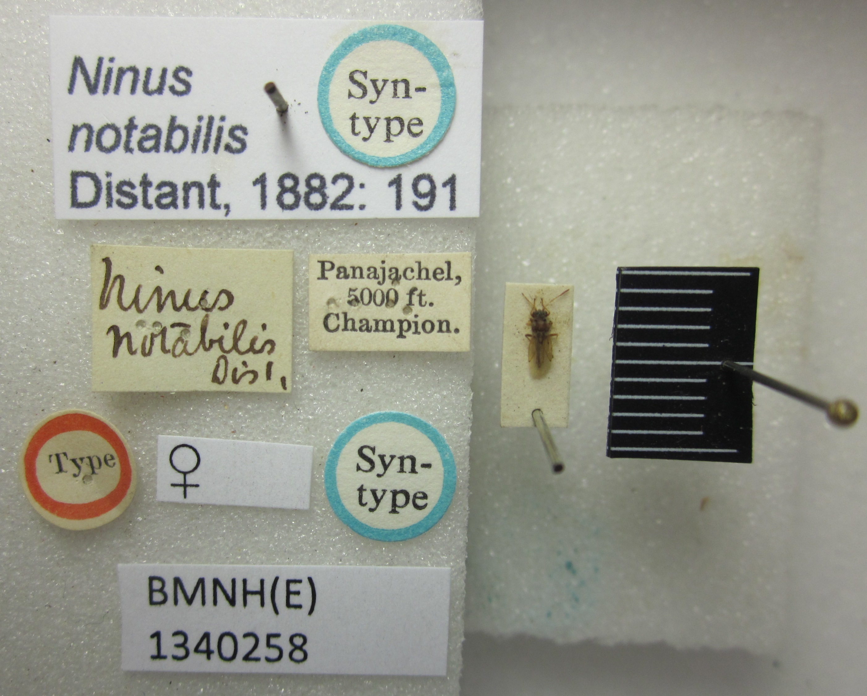 CollectionObject 1595325; 5bcd1435-3c32-4eb0-beba-beb32651e61d: Ninus notabilis. Syntype. (BMNH) - (CC BY-NC 4.0) Photo by Stuart Cole, reproduced with permission from the Natural History Museum, London, UK. (CollectionObject).