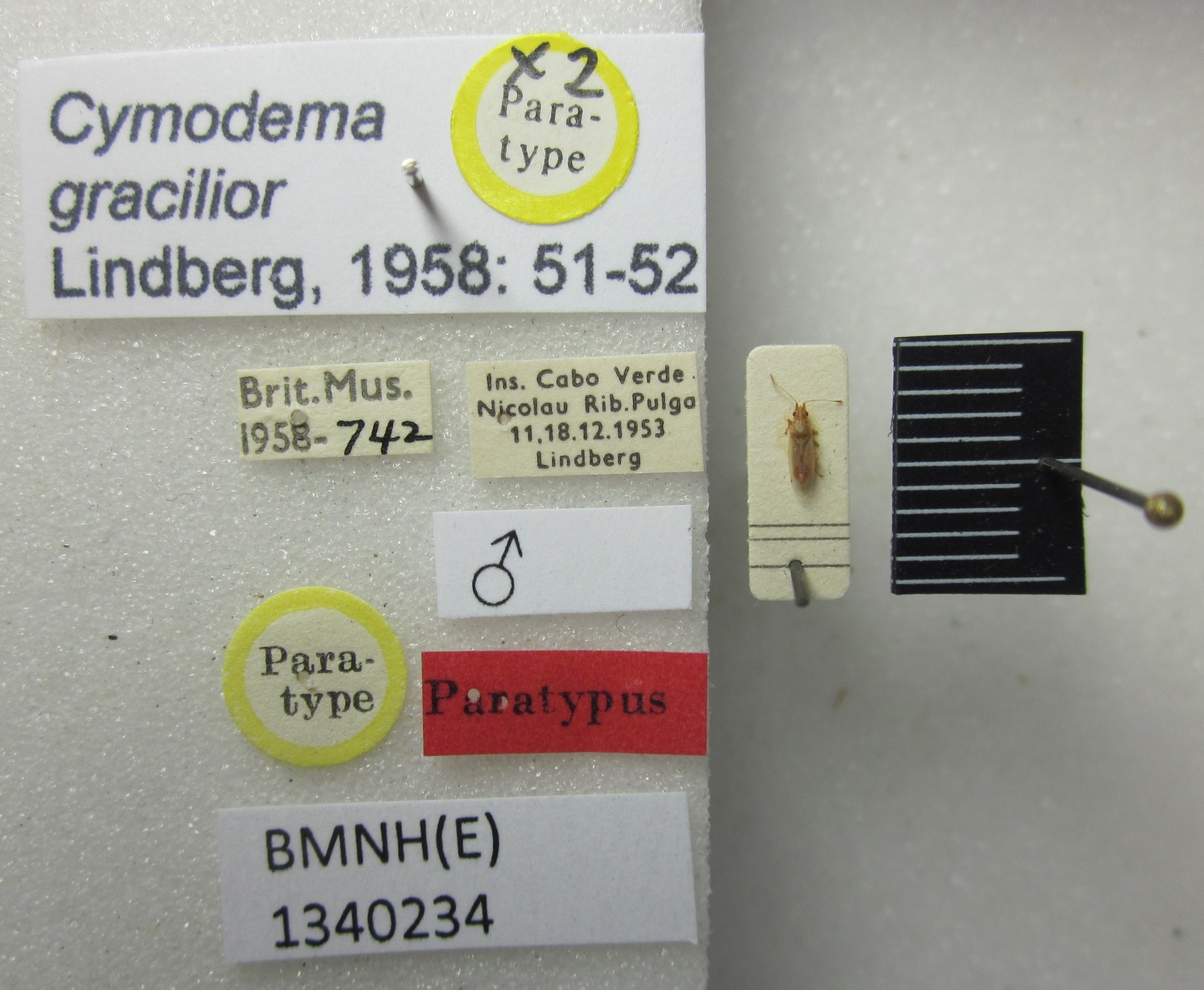 Cymodema (Cymodema) gracilior Lindberg, 1958: Cymodema gracilior. Paratype. (BMNH) - (CC BY-NC 4.0) Photo by Stuart Cole, reproduced with permission from the Natural History Museum, London, UK. (Otu).
