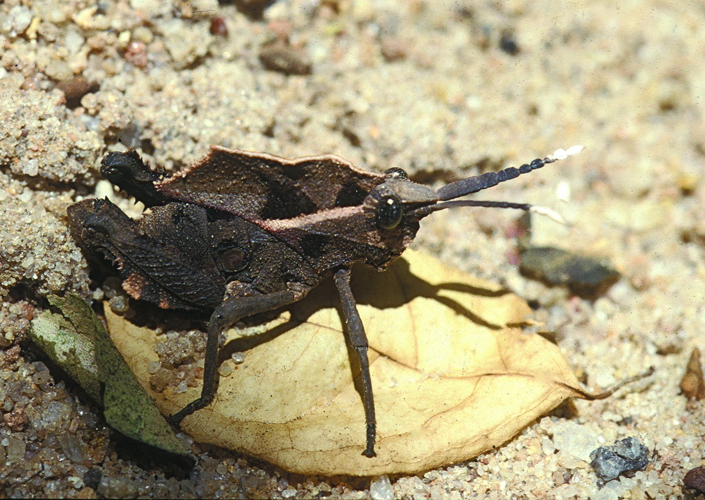 Lobosceliana brachyptera Hemp, 2013: male. (Otu).