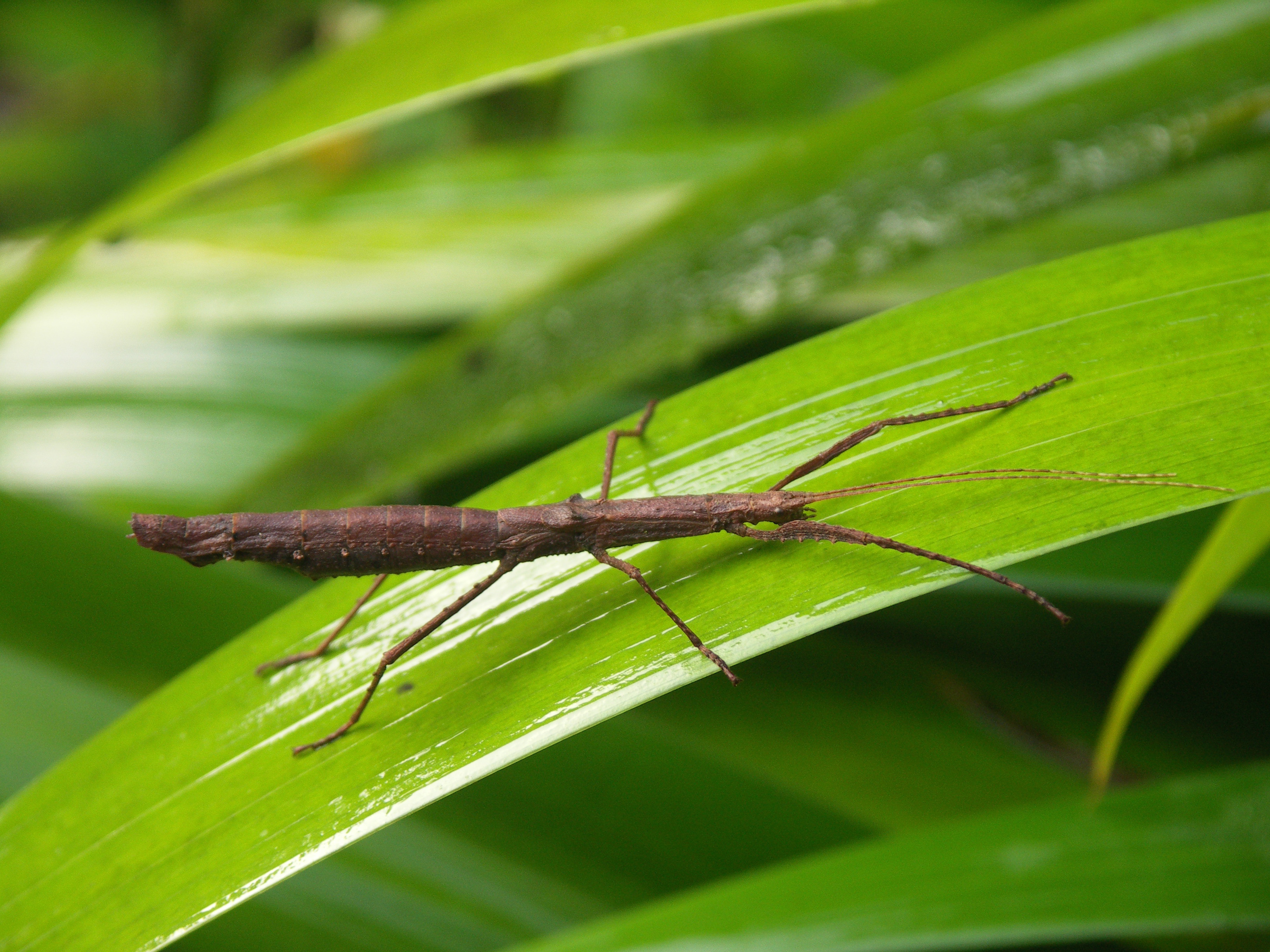 Isagoras asperus (Bellanger & Conle, 2013): copyright Yannick Bellanger. female, Costa-Rica, Cerro Dantas, 30.VIII.2011 (paratype). (Otu).