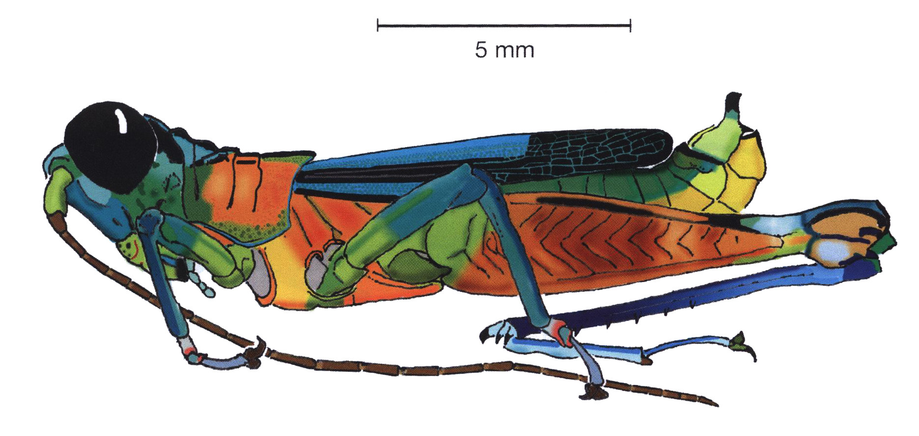 Leioscapheus tremae Rowell, 2013: male, lateral view. (Otu).