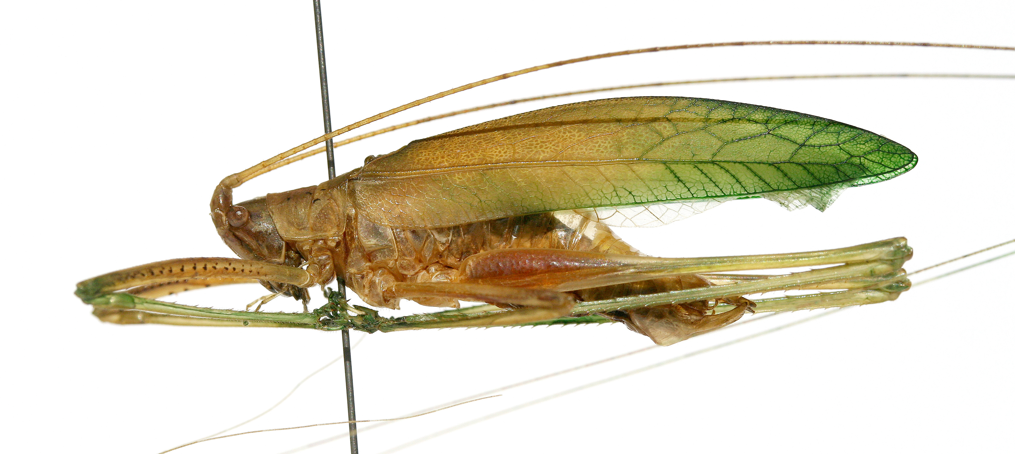 CollectionObject 1565382; b764f3dc-082f-40ca-911e-c1ec3323f061: 2013. male, lateral view (holotype). (CollectionObject).