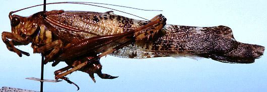 CollectionObject 1522616; 7b8e402c-58e3-40ab-a8a1-b75ab65d1be0: male, lateral view (holotype). (CollectionObject).
