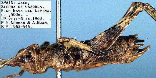 CollectionObject 1516947; c3221456-0505-461d-887b-757f359b9d66: male, lateral view (holotype). (CollectionObject).