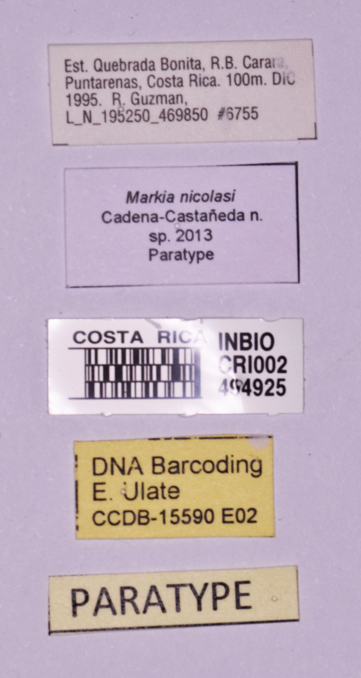 CollectionObject 1583375; UDBC<IH> CRI002494925, 58897ac7-3428-4c9c-9202-6191407688b0: labels (paratype). (CollectionObject).