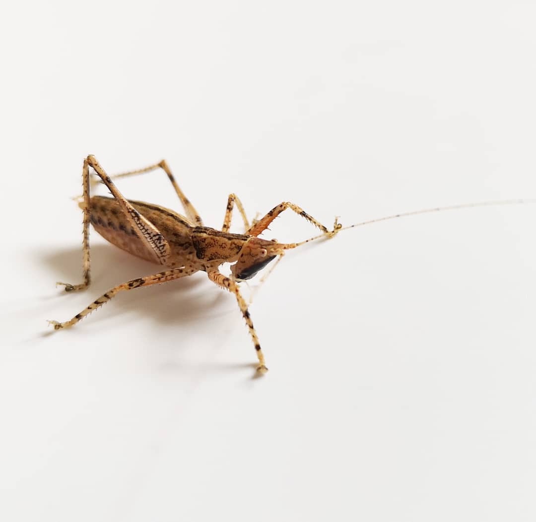 CollectionObject 1584023; f053cde8-9a3f-47e8-99fb-684b3a8fb857: male. (CollectionObject).