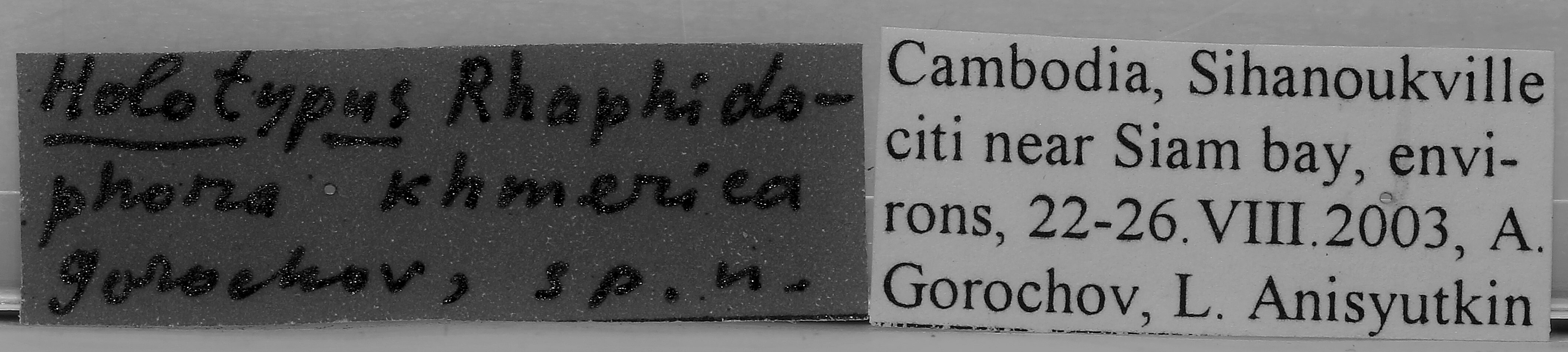 CollectionObject 1565983; 631bf415-76d6-4ba7-8f1b-58edb9af3f29: lables (holotype). (CollectionObject).