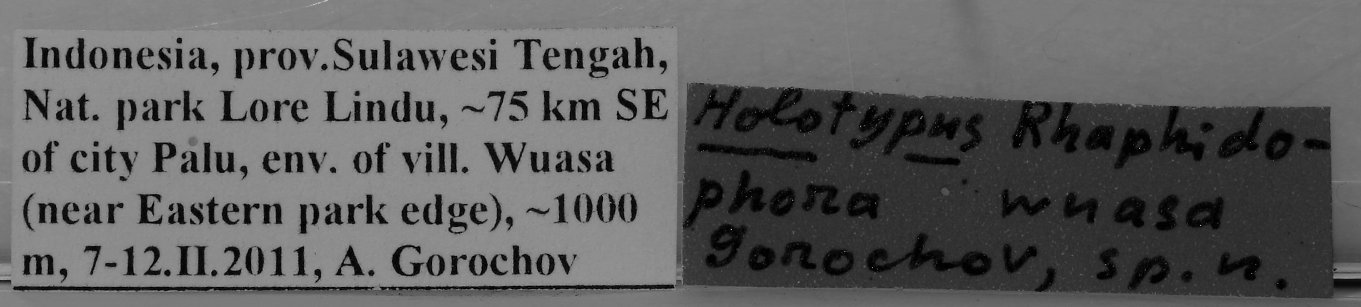 CollectionObject 1565986; 0e30e9d1-8b84-4994-8a7d-fb1ac4581048: lables (holotype). (CollectionObject).