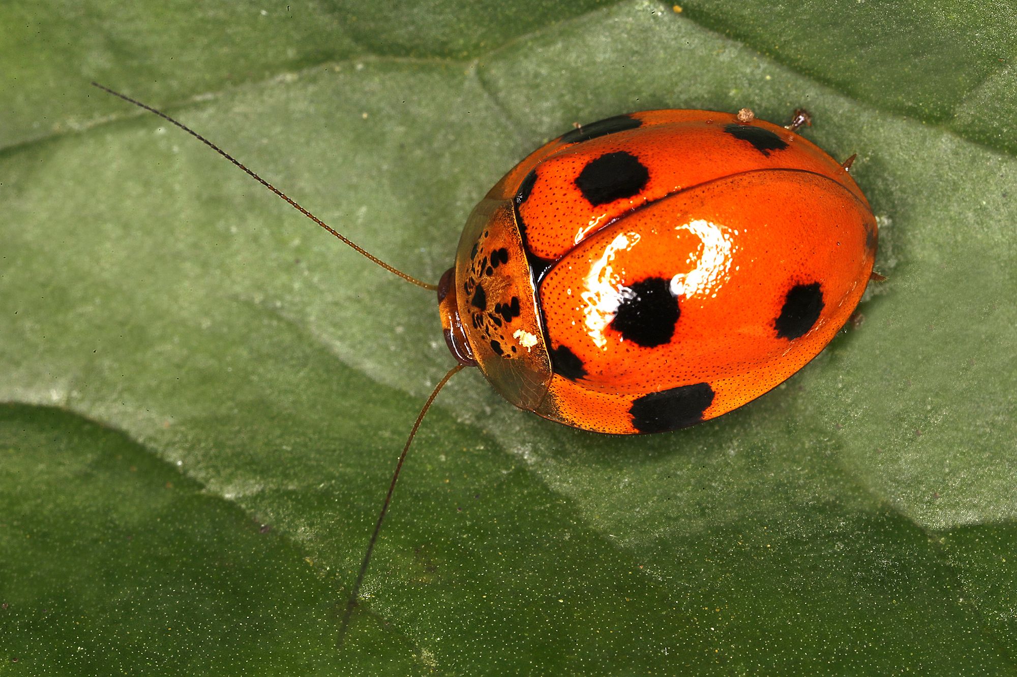 Prosoplecta (Prosoplecta) Saussure, 1864: Copyright Gernot Kunz. Prosoplecta nr semperi from Los Baños, Luzon, Philippines. (See http://gallery.kunzweb.net/main.php?g2_itemId=53431). (Otu).