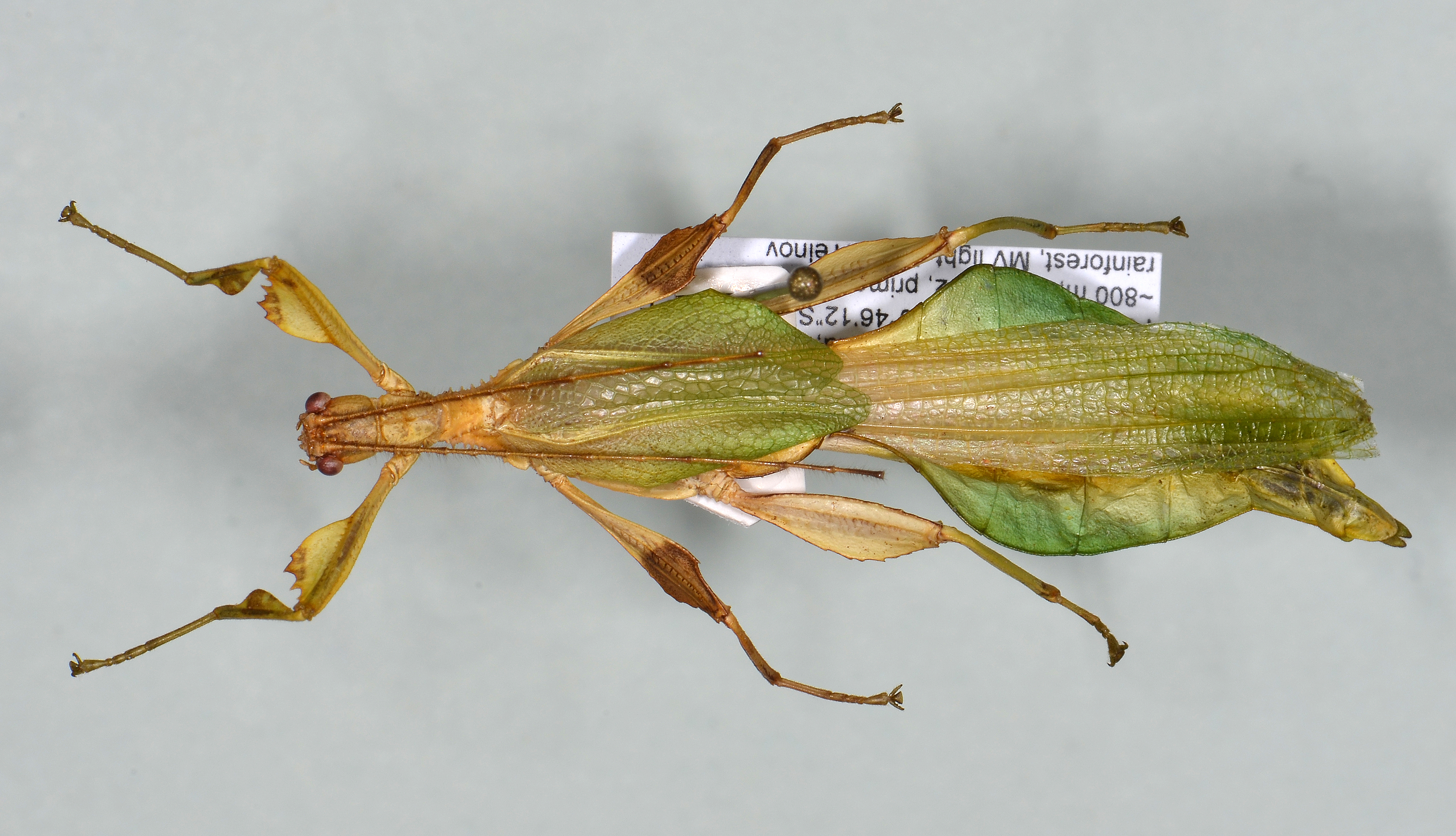CollectionObject 1566435; NHMUK(SF IMPORT DUPLICATE) BMNH(E)#845382, 47861efb-54df-4358-aaa5-70f15eeff226: copyright Natural History Museum, London. male (holotype). (CollectionObject).