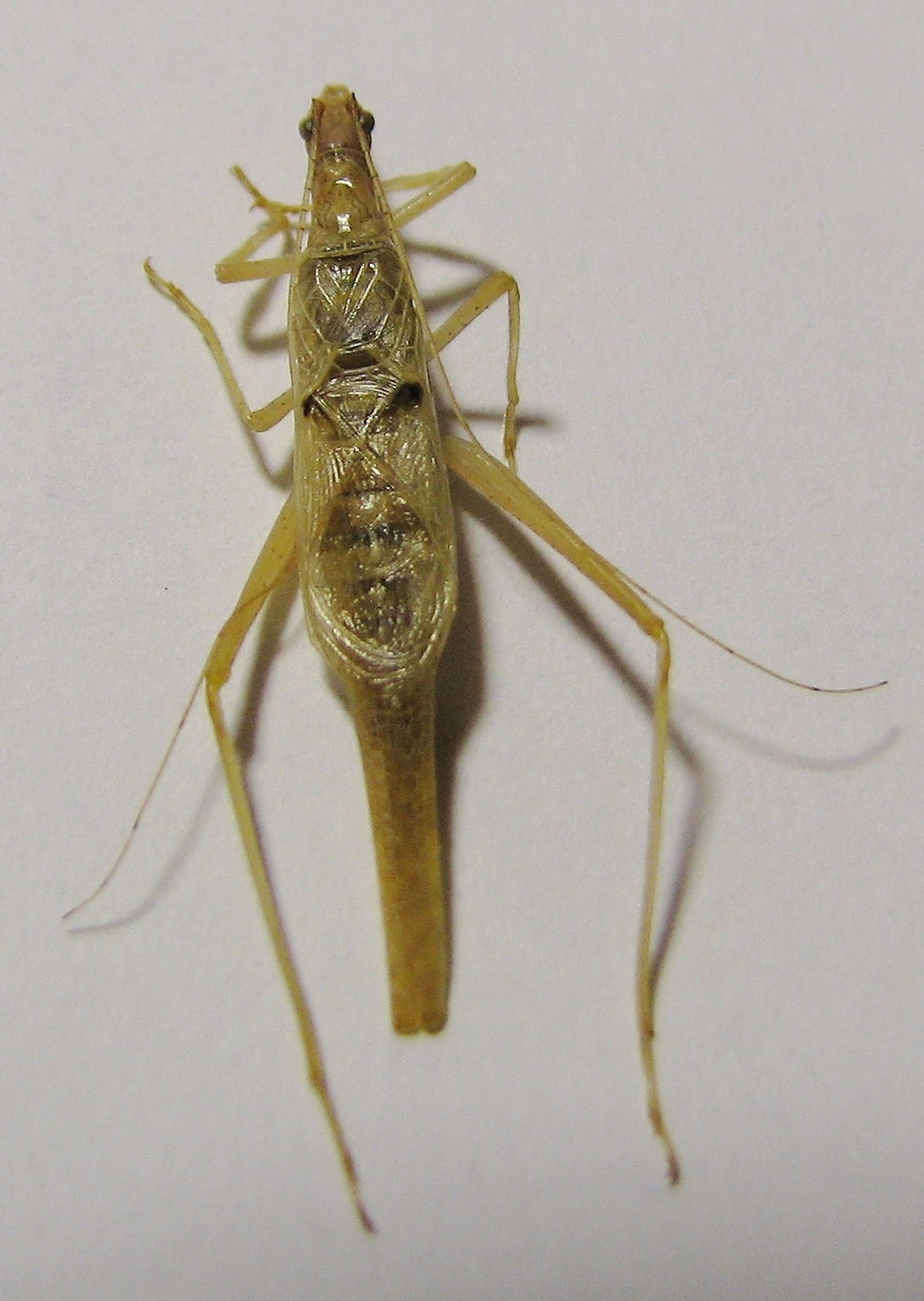 Neoxabea cerrojesusensis Collins & van Den Berghe, 2014: male, dorsal view (from Nicaragua). (Otu).