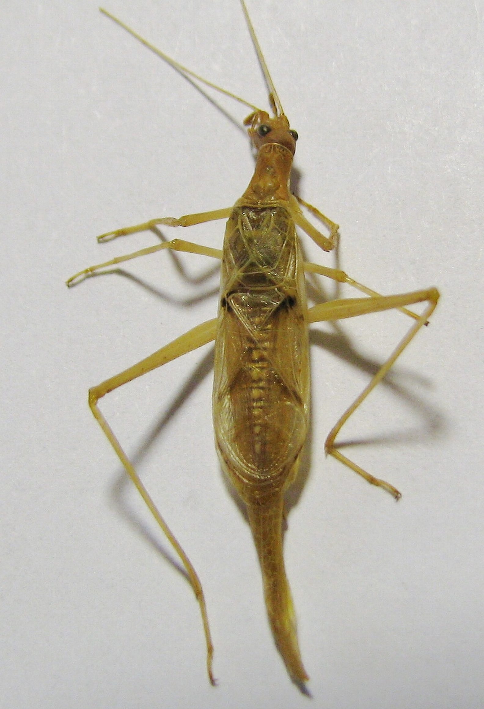 Neoxabea ottei Collins & van Den Berghe, 2014: male, dorsal view (from Nicaragua). (Otu).