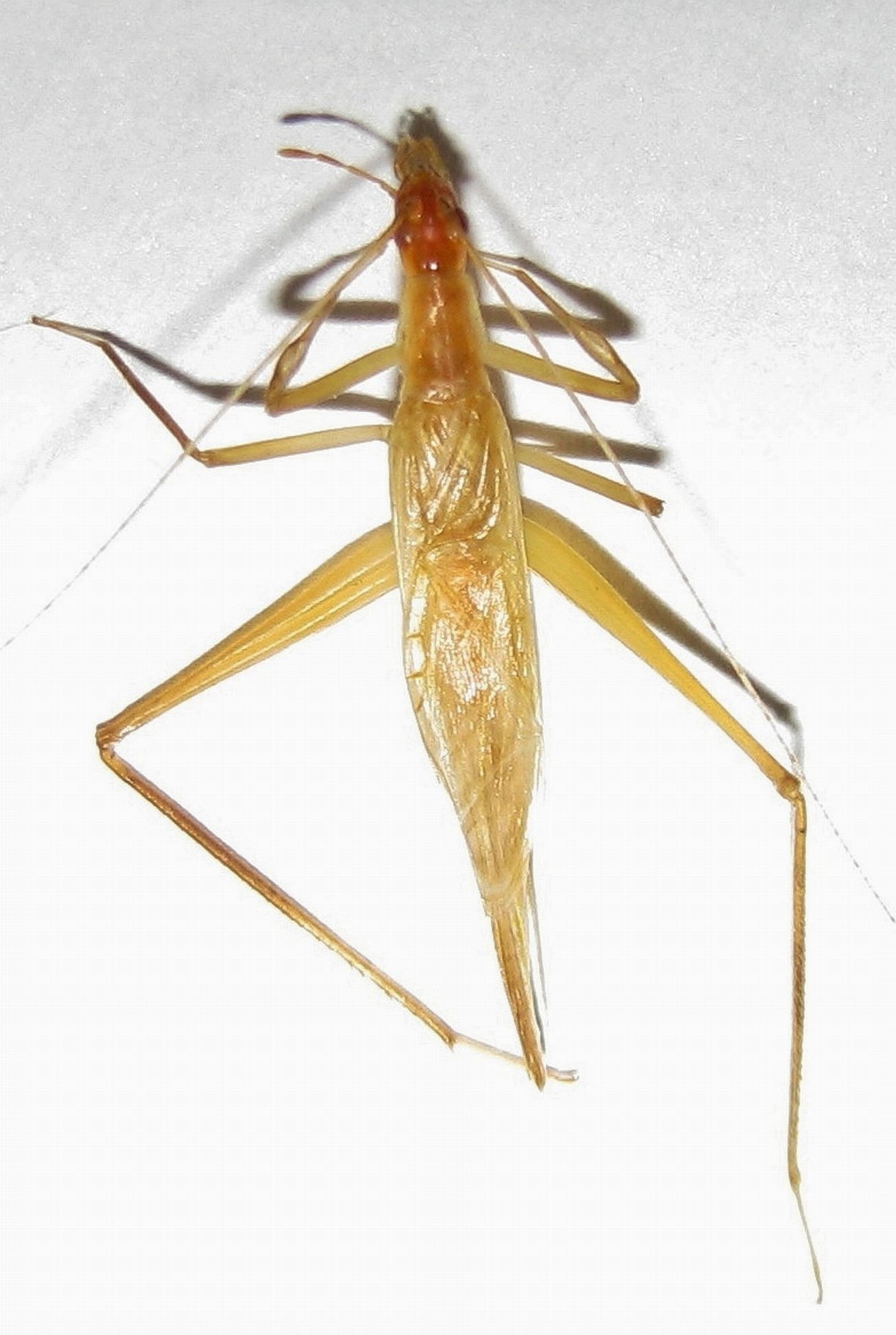 Oecanthus symesi Collins & van Den Berghe, 2014: male, dorsal view (from Nicaragua). (Otu).