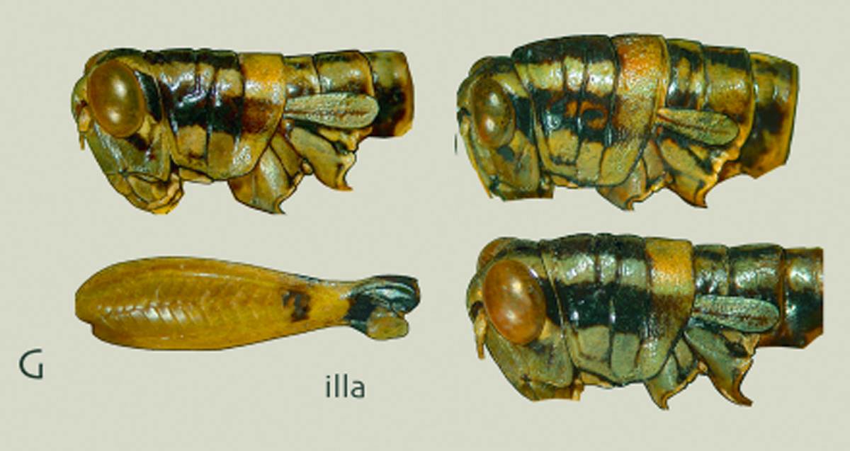Philocleon illa Otte, 2014: head and pronotum, lateral view. (Otu).