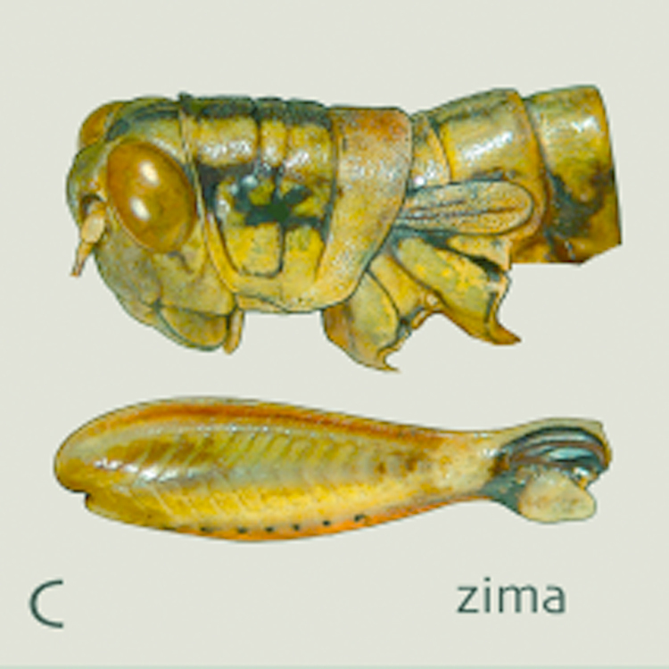 Philocleon zima Otte, 2014: head, pronotum and femur, lateral view. (Otu).