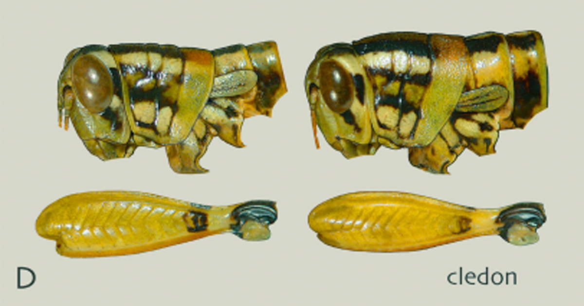 Philocleon cledon Otte, 2014: head and pronotum, lateral view. (Otu).