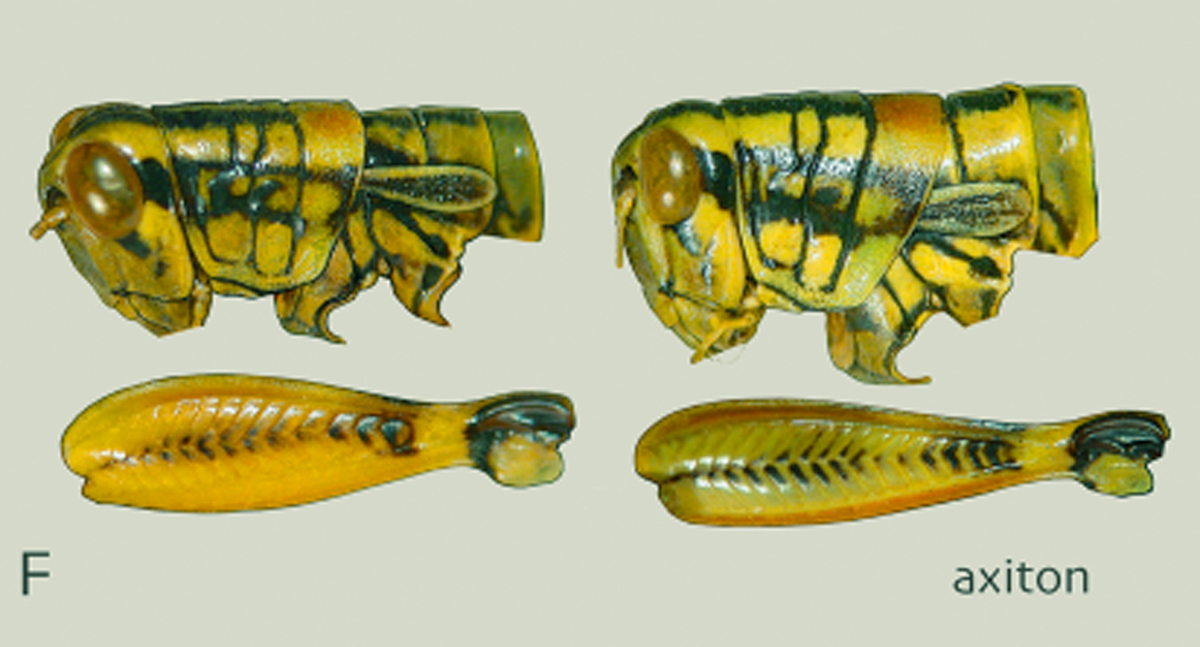 Philocleon axiton Otte, 2014: head and pronotum, lateral view. (Otu).