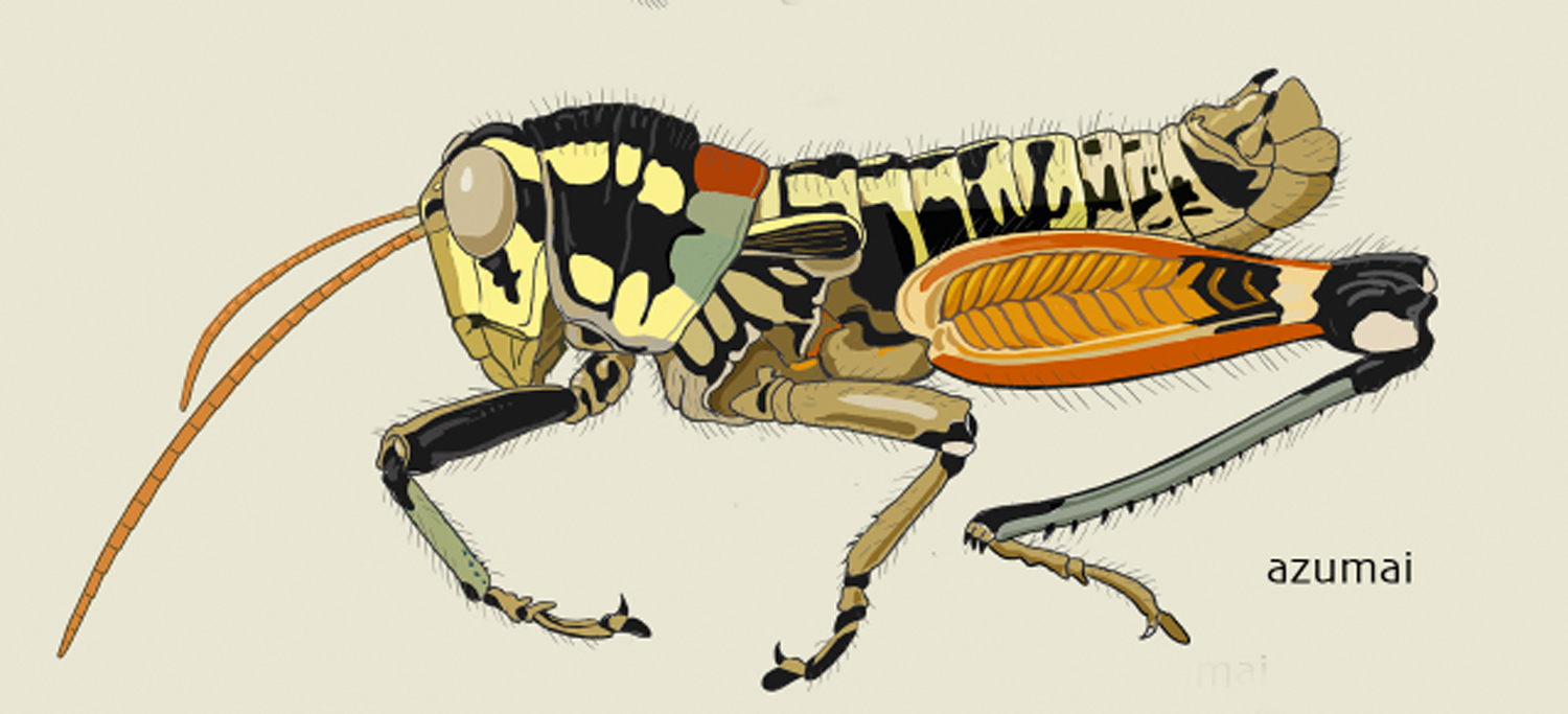 Philocleon azumai Otte, 2014: entire insect, lateral view. (Otu).