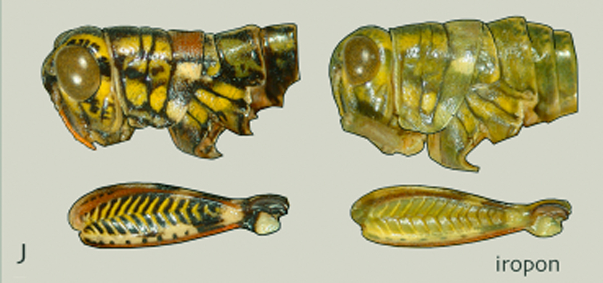 Philocleon iropon Otte, 2014: head and pronotum, lateral view. (Otu).