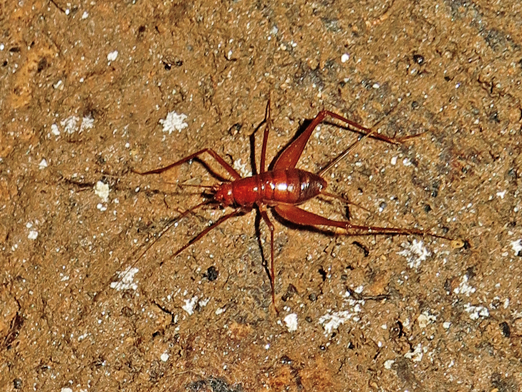 Dominicophus sheylae (Armas & Hernández-Triana, 2014): male, walking on cave wall. (Otu).
