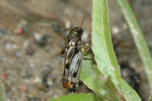 Ellipes minuta minuta (Scudder, 1862): individual from Ohio. (Otu).