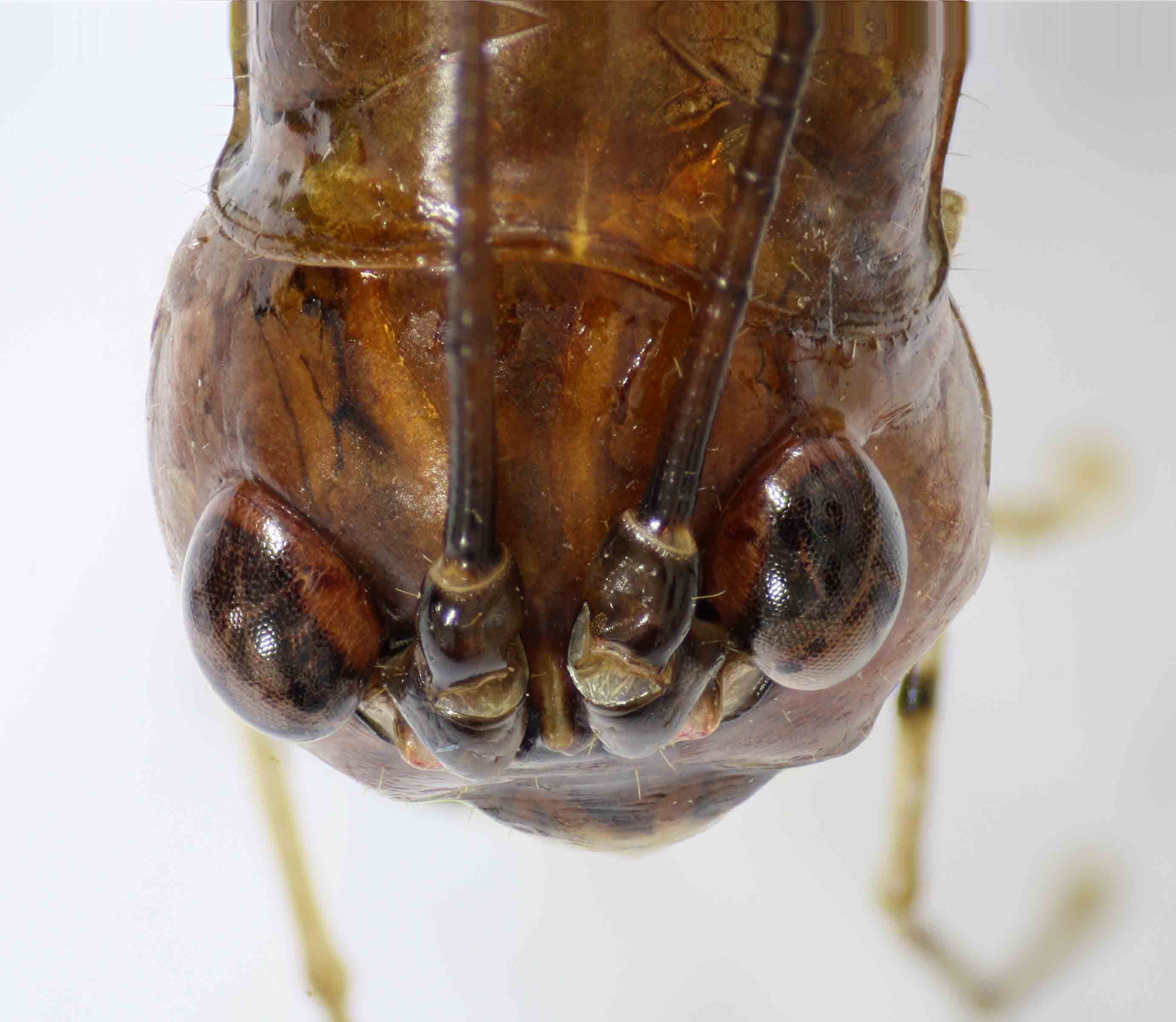 CollectionObject 1566940; bd5594d7-b340-45a4-9ab9-43de97101d6e: female head, dorsal view (holotype). (CollectionObject).