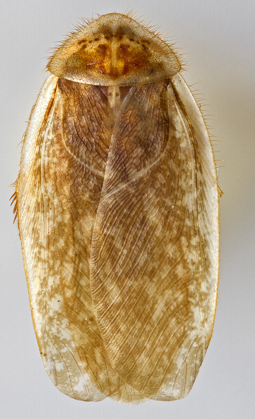 CollectionObject 1567084; 863a68cd-f6b0-4e15-9d64-1fe04602842b: Photo by Heidi Hopkins. Holotype, adult male, dorsal habitus. (CollectionObject).