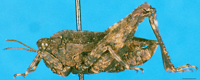 CollectionObject 1501790; 84a65a85-a9ee-42e1-981a-e69df73fbd55: male, lateral view. (CollectionObject).