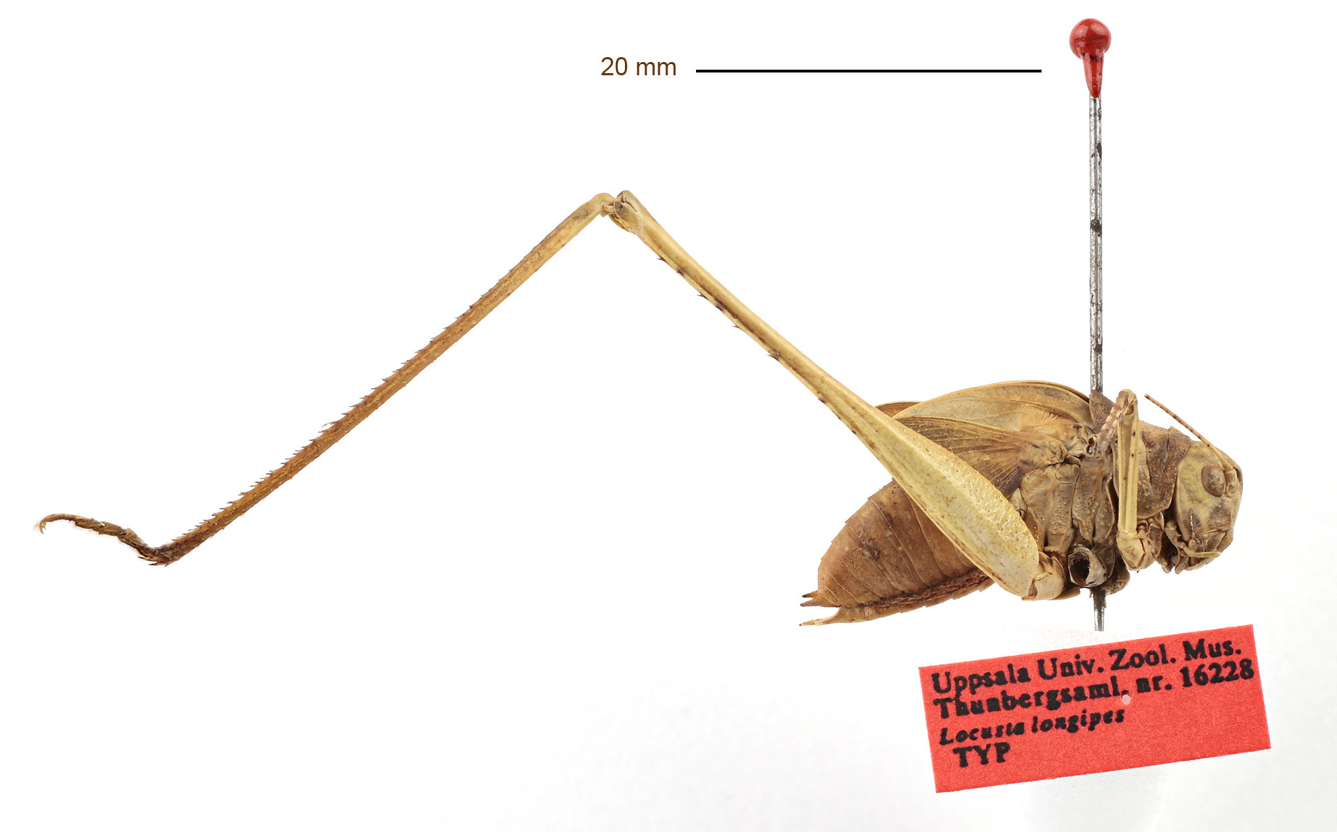 CollectionObject 1586071; dbb0abce-3e02-4bfa-8c23-6c93deb82980: male, nymph, lateral view (holotype). (CollectionObject).
