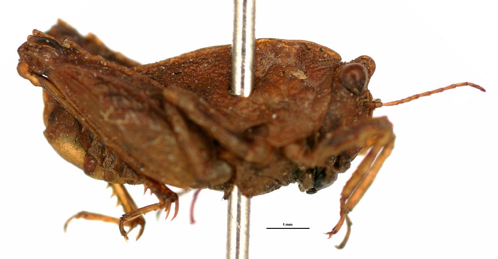 CollectionObject 1567148; de4e26d7-965f-4666-a0e6-3cb85f71275f: male, lateral view (holotype). (CollectionObject).