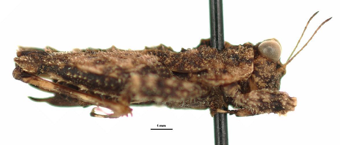 CollectionObject 1567183; 28fc2c3c-f7a5-4c31-bbbb-f8db65caa683: female, lateral view (holotype). (CollectionObject).