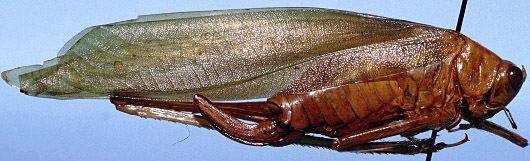 CollectionObject 1522490; 2786c75a-c7fc-4c9e-b617-5ab0dc75d3bc: female, lateral view (holotype). (CollectionObject).