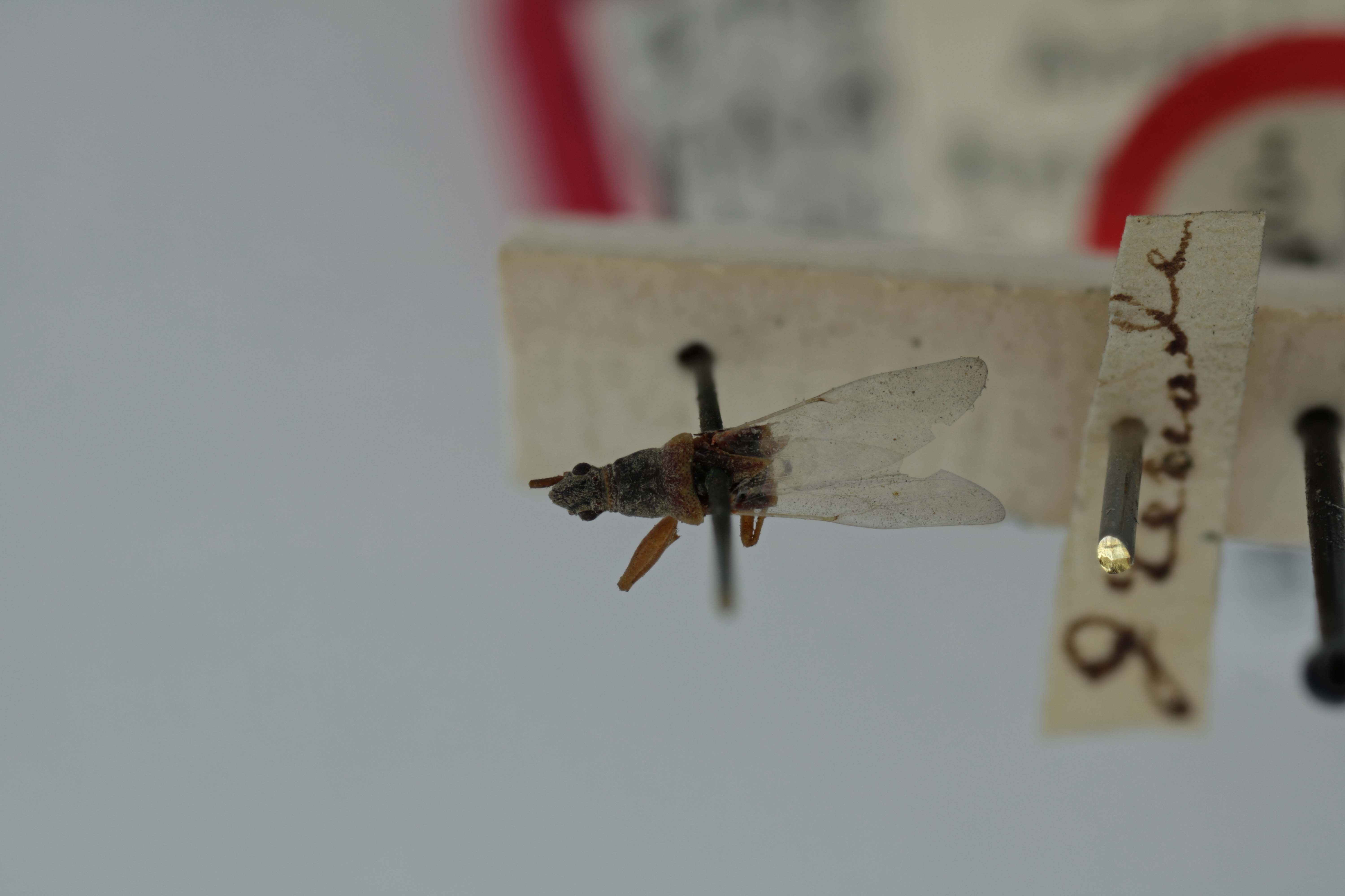 Paromius gracilis (Rambur, 1839): Stenocoris gracilis. Holotype-dorsal habitus. (BMNH) - (CC BY-NC 4.0) Photo by Stuart Cole, reproduced with permission from the Natural History Museum, London, UK. (Otu).