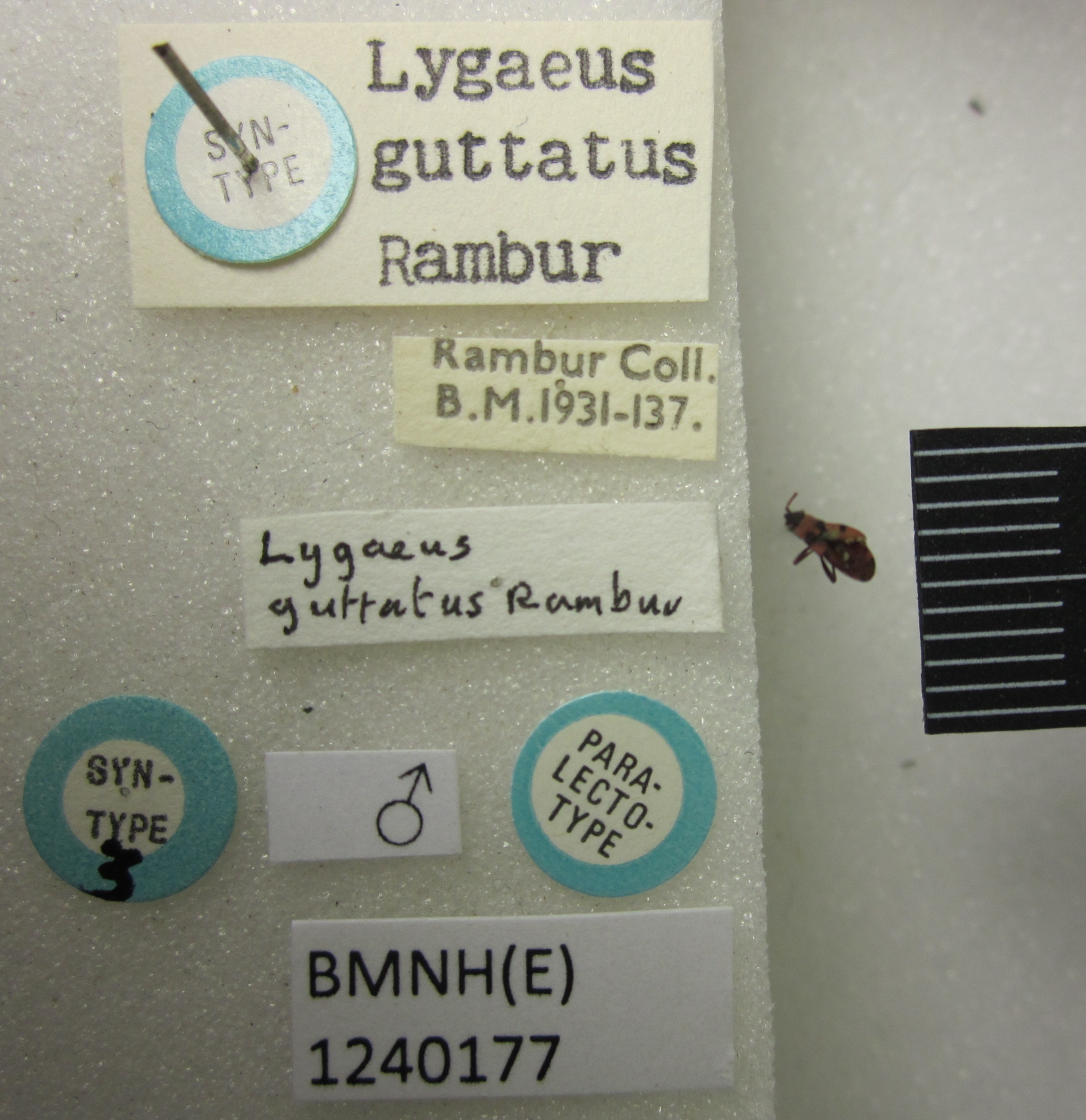 Horvathiolus guttatus (Rambur, 1839): Lygaeus guttatus. Paralectotype. (BMNH) - (CC BY-NC 4.0) Photo by Stuart Cole, reproduced with permission from the Natural History Museum, London, UK. (Otu).