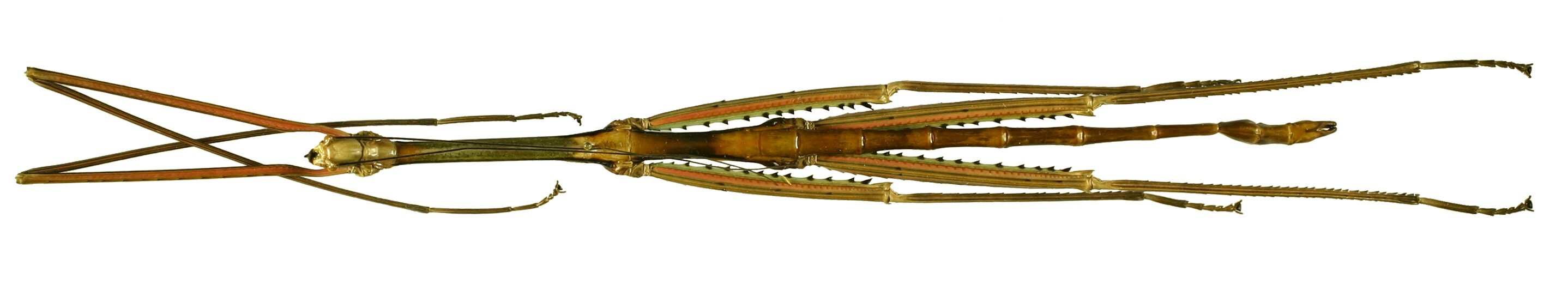 CollectionObject 1567607; c186bc43-a406-4dd2-bd95-e7cf8fc38a5b: copyright Brussels. male, dorsal view (paratype). (CollectionObject).;CollectionObject 1567608; 9f20d4e0-ad33-40ba-bea8-18b1a1f859c3: copyright Brussels. male, dorsal view (paratype). (CollectionObject).