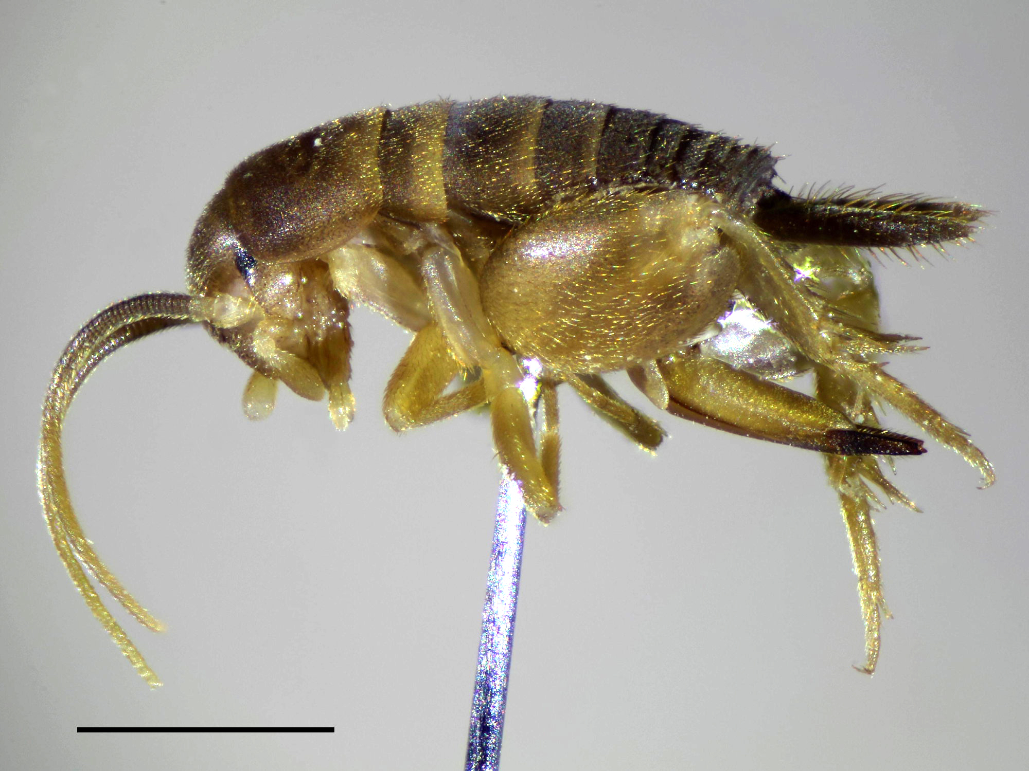 CollectionObject 1567646; 7abcd926-4beb-44c3-9c90-dbfd99b624de: 2015. female, lateral view (holotype, scale bar 1 mm). (CollectionObject).