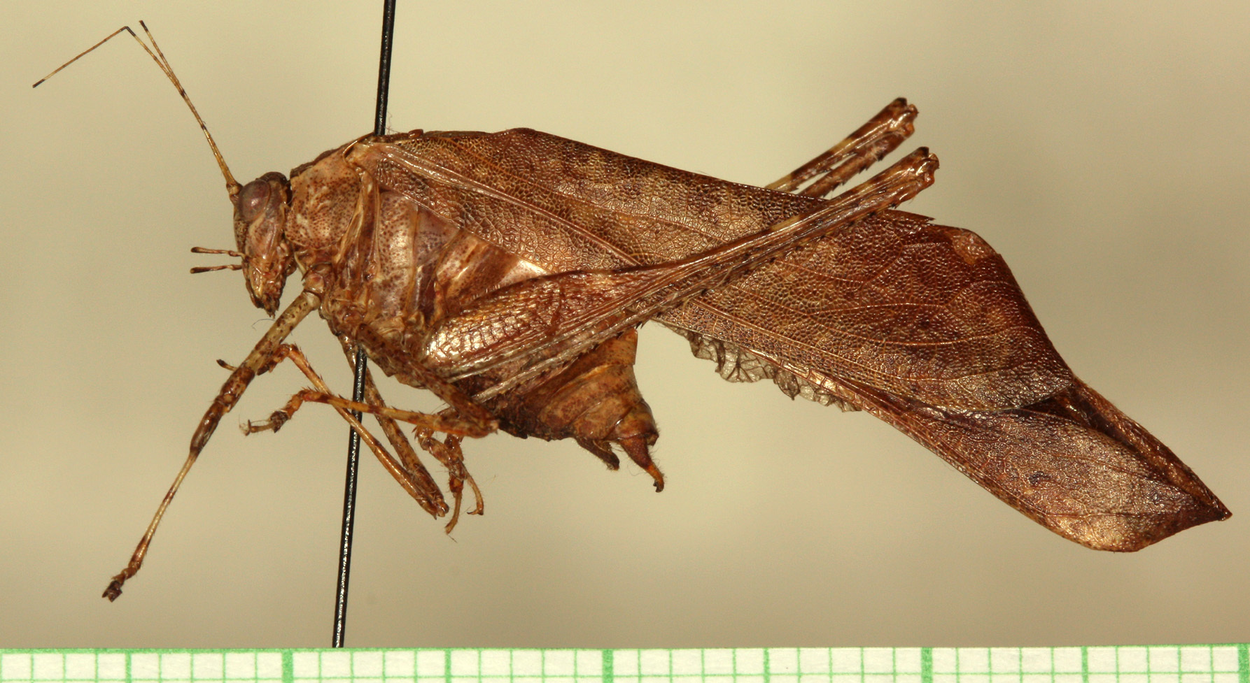 CollectionObject 1544467; 1cf22004-30d8-4fc5-9049-455e8ddf89bd: male, lateral view (holotype). (CollectionObject).