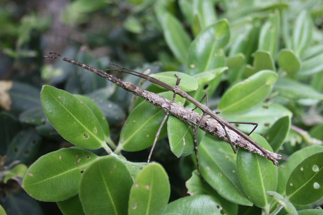 Clitarchus rakauwhakanekeneke Buckley, Myers & Bradler, 2014: copyright Thomas Buckley. mating pair New Zealand: Poor Knights Islands. (Otu).