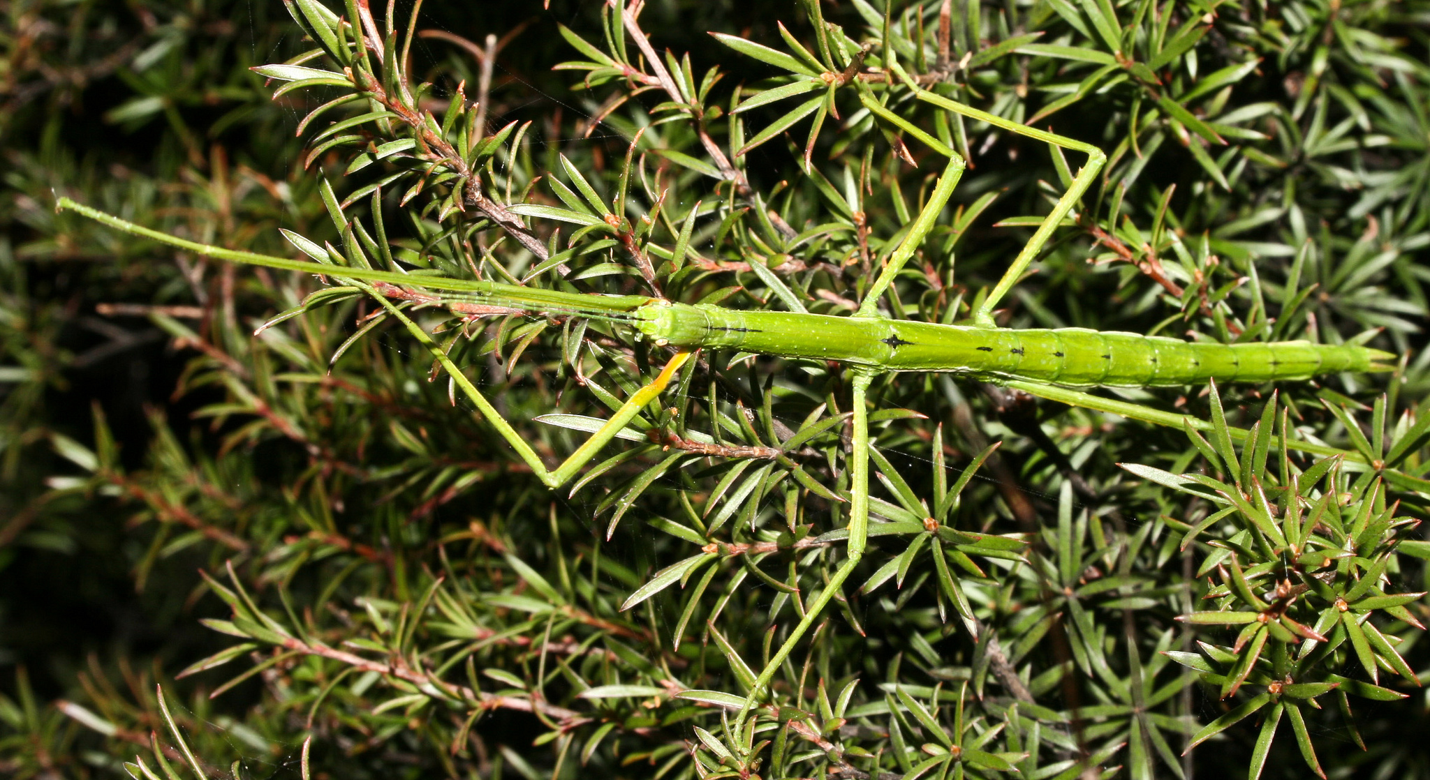 Clitarchus tepaki Buckley, Myers & Bradler, 2014: copyright Tony Jewell. female, Radar Bush, New Zealand, 4 September 2007. (Otu).