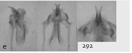 Aptenopedes menawai Otte, 2014: male, aedeagus. (Otu).