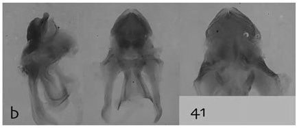 Floridacris orangina Otte, 2014: male, aedeagus. (Otu).