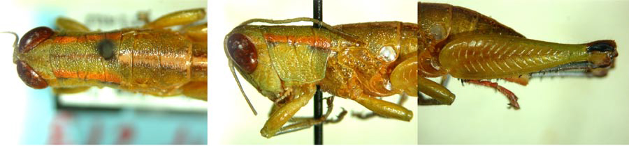 Floritettix ocilla Otte, 2014: male. (Otu).