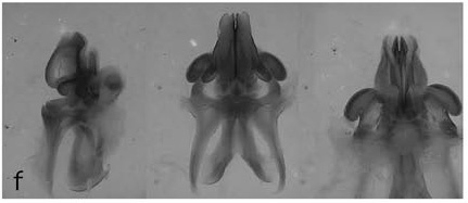 Floritettix osceola Otte, 2014: male, aedeagus. (Otu).