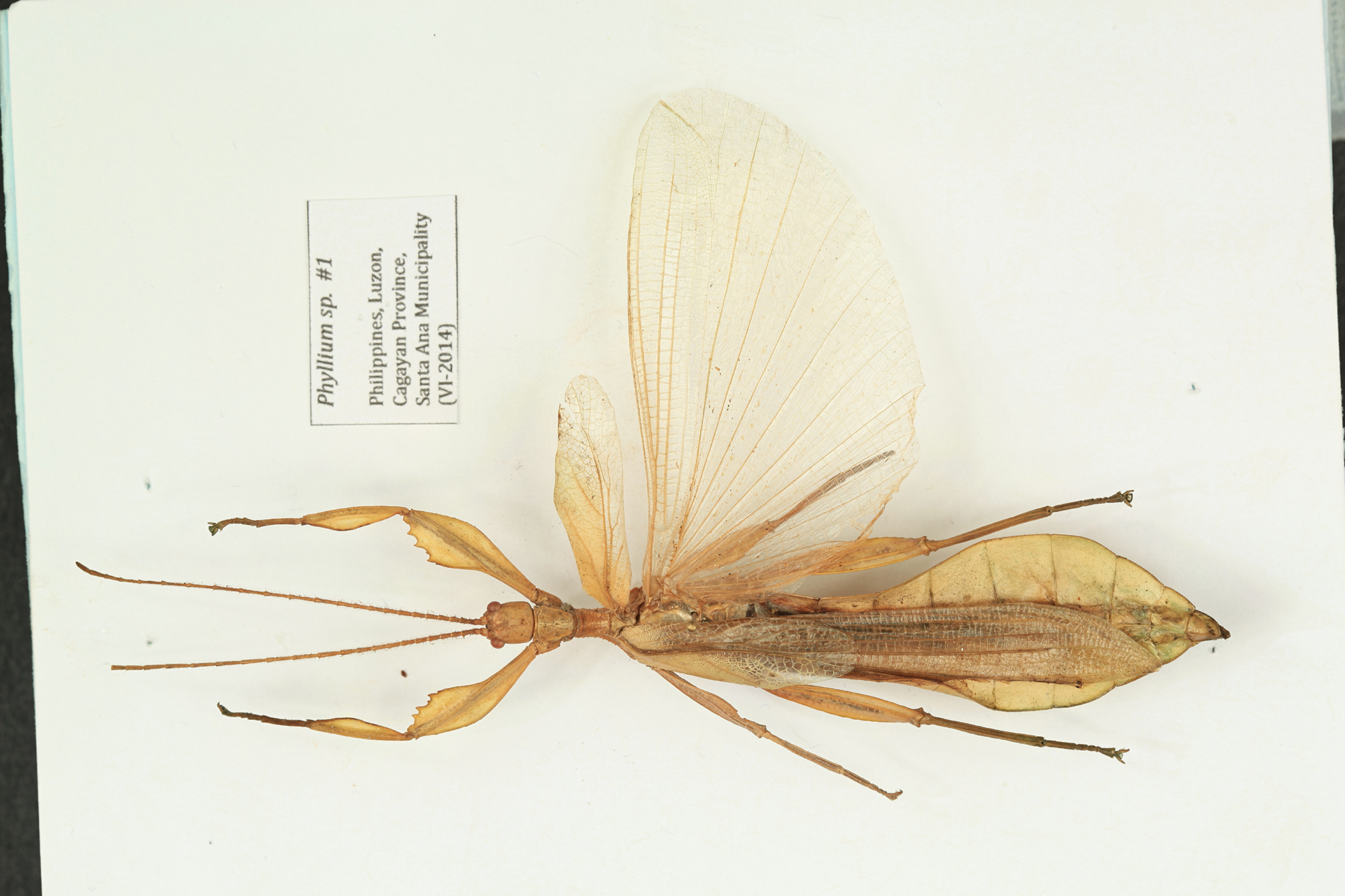 Phyllium bonifacioi Lit & Eusebio, 2014: copyright Royce Cumming. male. (Otu).