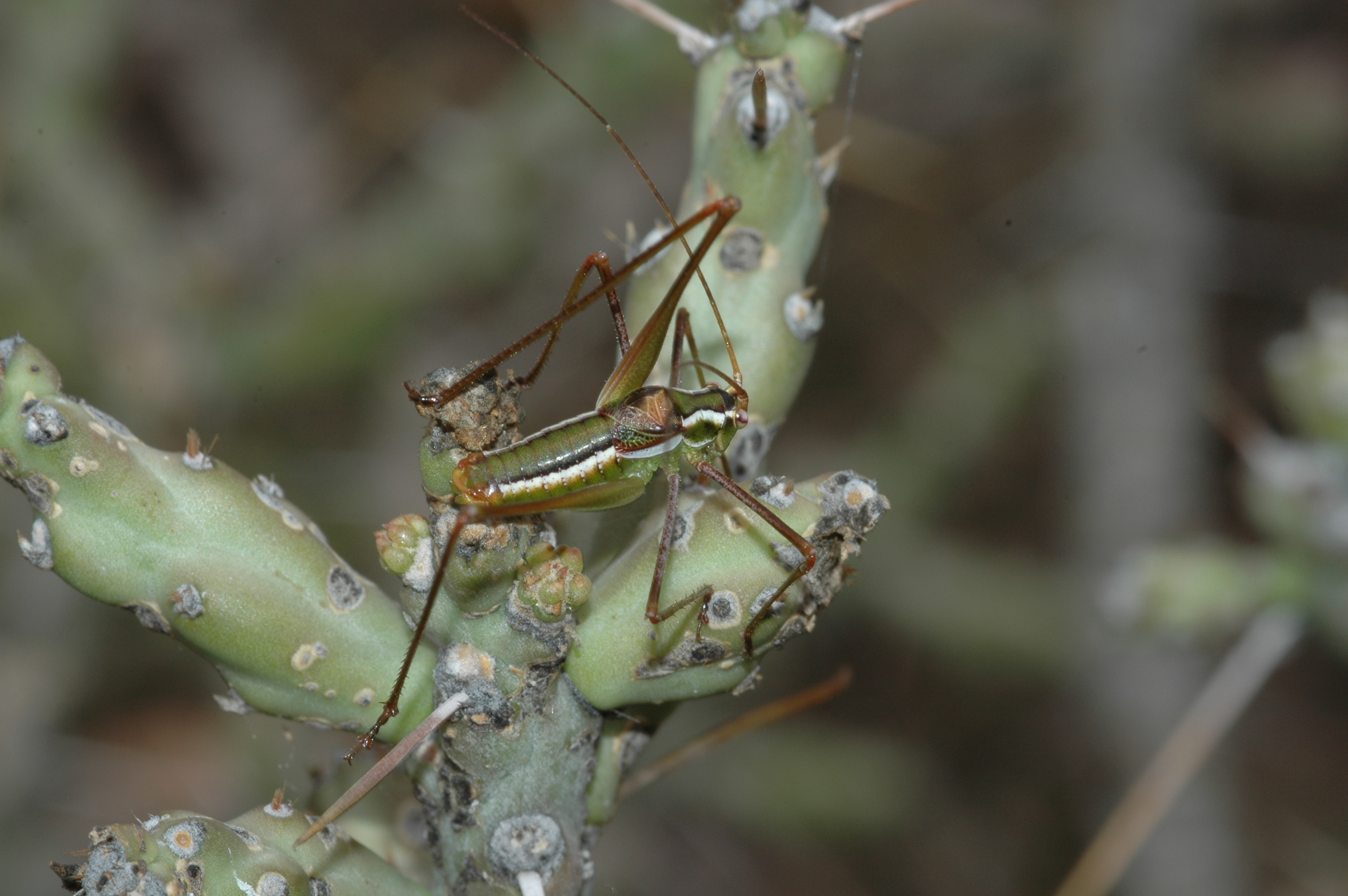 Rhabdocerca zanclophora Cohn, Swanson & Fontana, 2014: male. (Otu).