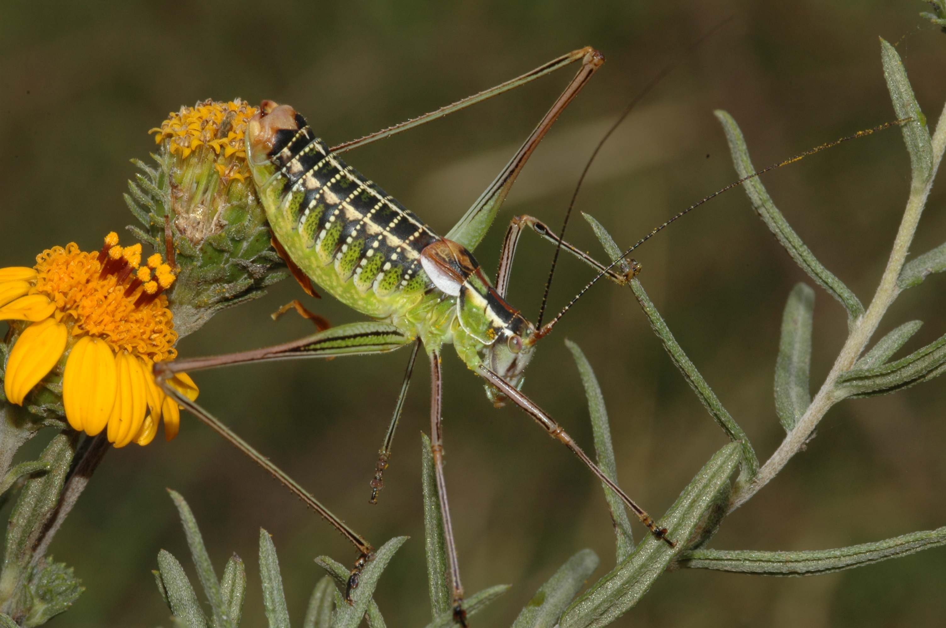 Mactruchus cryothermastris Cohn, Swanson & Fontana, 2014: male. (Otu).